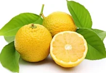 Manfaat Buah Yuzu untuk Kesehatan Tubuh