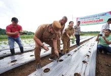 Kendalikan Inflasi, Pemkab Minahasa Tanam Cabai Rawit Bersama Petani di Remboken