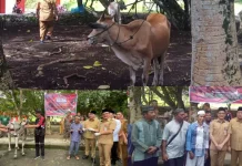 Iduladha 1447 H, Pemkab Minut Salurkan Bantuan 9 Hewan Qurban