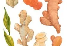 Ramuan Herbal Nusantara Diyakini Bantu Tingkatkan Imunitas
