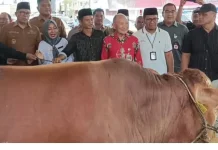 Wawali Richard Sualang Pantau Penyembelihan Sapi Bantuan Presiden RI