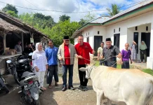 Semangat Berbagi Iduladha, DPC PDIP Bolmong Sumbang Sapi Kurban