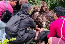 Pohon Tumbang di Mitra, Dua Warga Minggal Dunia