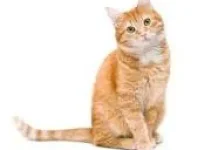 Mengapa Kucing Menapaki Jejak Kakinya Sendiri?