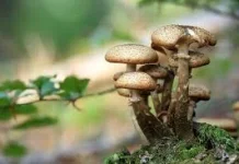 Kandungan Nutrisi Jamur Merang dan Manfaatnya untuk Tubuh