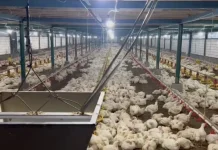 Warga Protes Kandang Ayam di  Perum Warembungan, Operasional Stop 10 Hari