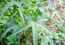 4 Manfaat Daun Gedi untuk Kesehatan