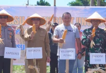 Dari ladang Jagung untuk ketahanan pangan Kota Bitung