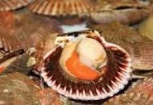 Kerang Simping, Protein Laut Kaya Khasiat untuk Hidup Lebih Sehat