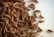 Jinten, Bumbu Dapur Kaya Nutrisi Antioksidan dan Zat Besi