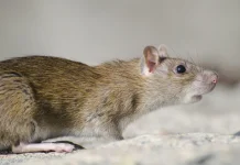 Begini kata Dokter Karakteristik Bahaya Hantavirus