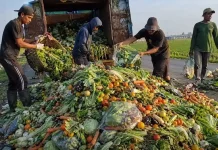 Hasil Melimpah Sayang Dibuang Jadi Peluang Berharga
