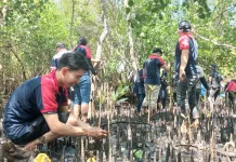 Alfamidi Tanam 1.000 Mangrove di Sarawet, Wujud Kepedulian Bagi Masyarakat Pesisir