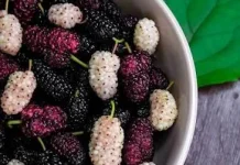 Kaya Antioksidan dan Vitamin C Alasan Murbei Baik untuk Tubuh