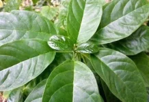 Daun Leilem Miliki Potensi Manfaat Bagi Kesehatan Tubuh
