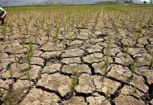 Hadapi Kemarau 2026, Kementan Siapkan Jurus Jaga Produksi Pangan