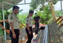 Lapas Tondano Kembangkan Peternakan Ayam Petelur untuk Bekal Warga Binaan