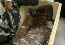 Balai TN Bunaken Tangani Penemuan Coelacanth di Pulau Siladen