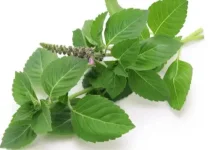 Daun Tulsi Berpotensi Dukung Berbagai Manfaat bagi Kesehatan