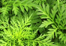 Daun Kenikir Berpotensi Lindungi Tubuh dari Berbagai Penyakit