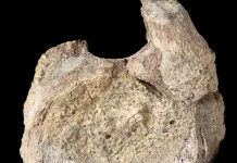 Fosil Dinosaurus Langka Antartika Ditemukan Tersimpan di Dalam Laci