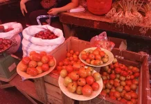 Harga Hortikultura Naik, Petani Tonsewer Selatan Nikmati Peningkatan Pendapatan