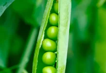 Kacang Polong: Si Kecil Kaya Nutrisi
