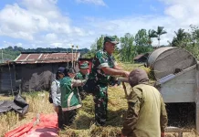 Babinsa Koramil Tondano Dampingi Panen Padi, Dukung Swasembada Pangan di Minahasa