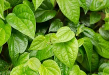 Daun Sirih, Solusi Herbal untuk Mendukung Kesehatan Tubuh