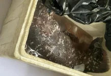 Penelitian Temuan Ikan Purba Coelacanth Bunaken Tunggu Arahan Pemprov Sulut