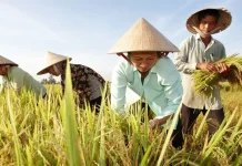 Manusia Bisa Ucap "F" Berkat Pertanian