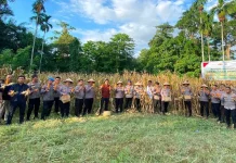 Polresta Manado Panen Jagung Dukung Ketahanan Pangan