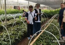 BRMP Sulut Dampingi Verifikasi Bibit Pala di Minahasa Utara