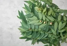 Pilihan Sayuran Sehat untuk Ibu Menyusui dan Mendukung Produksi ASI