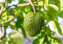 Manfaat Buah Sirsak Untuk Kesehatan Tubuh