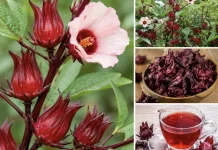 Rosella: Tanaman Herbal dengan Segudang Khasiat