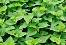 Daun Ubi Jalar, Sumber Nutrisi Alami untuk Pola Hidup Sehat