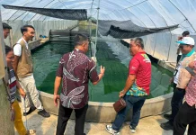 PLN UP3 Manado Perkuat Ketahanan Pangan Lokal lewat Program Budidaya & Spirulina