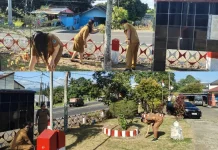 ASN Kecamatan Kauditan Allout Sukseskan Gerakan Indonesia Asri