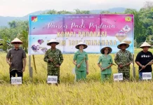 Pemkab Minahasa dan TNI Panen Perdana Perkuat Ketahanan Pangan Daerah