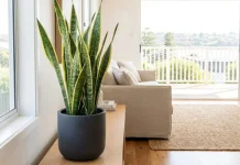 Snake Plant, Tanaman Hias Elegan yang Cocok di Segala Ruangan