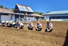 Pemanfaatan Lahan Produktif, LPKA Kelas II Tomohon Tanam Sayur Pakcoy