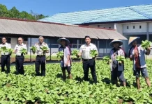 LPKA Kelas II Tomohon Panen Sayur Pakcoy