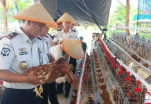 Dukung Ketahanan Pangan, Kakanwil Haposan Lepas Ayam Petelur di Lapas Amurang