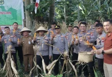 Dukung Program Swasembada Pangan, Polresta Manado Gelar Panen Jagung di Desa Sea
