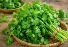 Daun Ketumbar: Kecil Bentuknya, Besar Manfaatnya