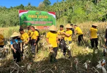 Polresta Manado Panen Jagung di Wori, Dukung Swasembada Pangan 2026