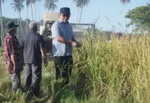 Panen Raya Tabela Varietas IPB 15 S Berhasil, Produktivitas Pertanian Meningkat