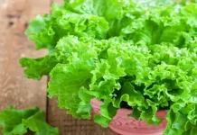 Manfaat Sayur Salada Bagi Kesehatan