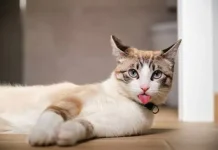 Pernah Melihat Kucing Menjulurkan Lidah? Ini Artinya
